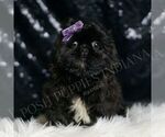 Small Shih Tzu