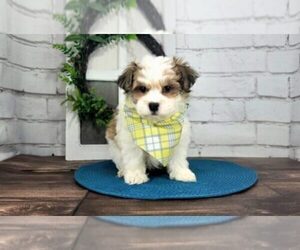 Havanese Puppy for sale in MARIETTA, GA, USA