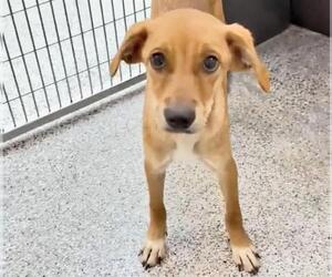 A660686 - Female Labrador Retriever-Unknown Mix Dog for Adoption - Photo #3