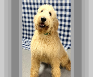 Irish Doodle Dog for Adoption in DUNDEE, Ohio USA