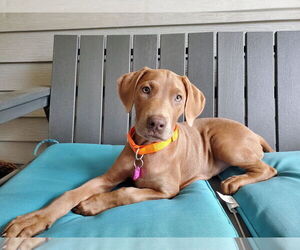 Doberman Pinscher-Unknown Mix Dogs for adoption in Minneaoplis, MN, USA