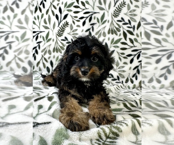 Medium Photo #4 Cavapoo Puppy For Sale in GREENFIELD, IN, USA