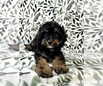 Small #3 Cavapoo