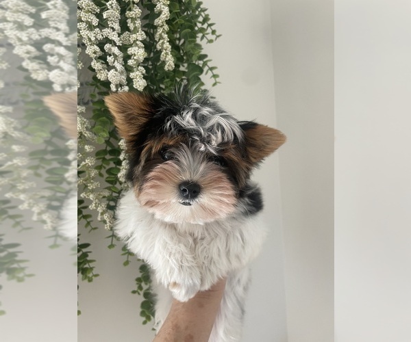 Medium Photo #2 Biewer Terrier Puppy For Sale in CANTON, GA, USA