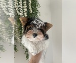 Small #1 Biewer Terrier