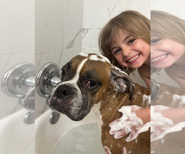 Medium Photo #3 Boxer Puppy For Sale in Dumont, NJ, USA