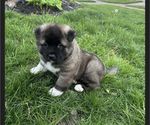 Small Photo #2 Akita Puppy For Sale in LOUISVILLE, KY, USA