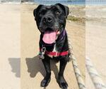 Small #1 Staffordshire Bull Terrier