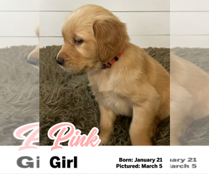 Medium Golden Retriever