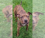 TWIX - Male Mutt Dog for Adoption - Small photo