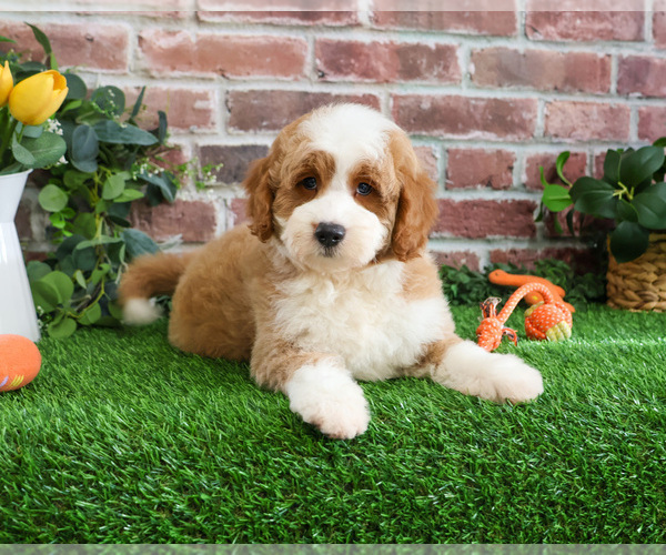 Medium Photo #4 Goldendoodle mix (+ Poodle Miniature) Puppy For Sale in SYRACUSE, IN, USA