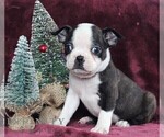 Small Photo #5 Boston Terrier Puppy For Sale in PORT ROYAL, PA, USA