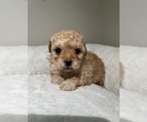 Poodle (Miniature) Puppy for sale in VALDOSTA, GA, USA