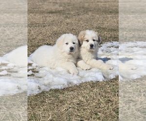 Great Pyrenees Puppy for sale in BANGOR, PA, USA