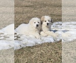 Small Great Pyrenees