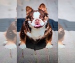 Small Photo #1 French Bulldog Puppy For Sale in LOS ANGELES, CA, USA