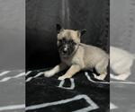 Small German Shepherd Dog Mix
