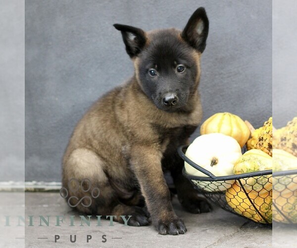 Medium Photo #3 Belgian Malinois Puppy For Sale in RONKS, PA, USA