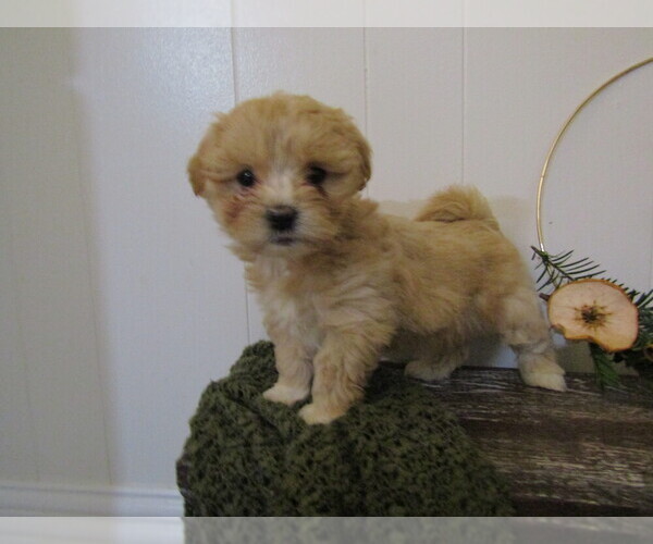 Medium Photo #25 Maltipoo Puppy For Sale in SUGARCREEK, OH, USA