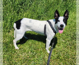 Border Collie-Unknown Mix Dogs for adoption in Batavia, NY, USA