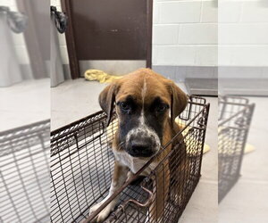 German Shepherd Dog-Unknown Mix Dogs for adoption in Corpus Christi, TX, USA