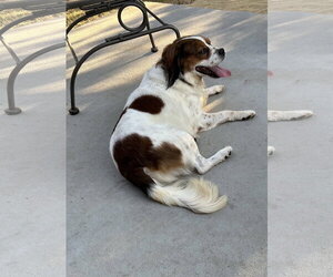 Wilbur - Male Cocker Spaniel-Unknown Mix Dog for Adoption - Photo #2