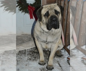 Father of the Mastiff puppies born on 12/17/2020