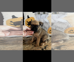 AKC LUCY - Female Brussels Griffon Puppy for Sale - Photo #5