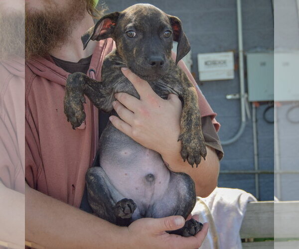 Medium Photo #4 American Staffordshire Terrier-Boxer Mix Puppy For Sale in Huntley, IL, USA