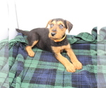 Small Photo #6 Airedale Terrier Puppy For Sale in VERONA, MO, USA
