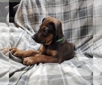 Small Photo #12 Belgian Malinois-Doberman Pinscher Mix Puppy For Sale in MILLBROOK, NY, USA