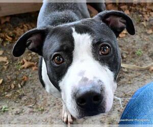 American Pit Bull Terrier-Unknown Mix Dogs for adoption in Ocala, FL, USA