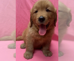 Small Golden Retriever