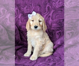 Goldendoodle Puppy for sale in KIRKWOOD, PA, USA