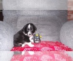 Small Photo #13 Border Collie Puppy For Sale in AIKEN, SC, USA