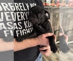 Small #3 Pug