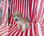 Small Photo #4 Jack-A-Poo Puppy For Sale in SAXTON, PA, USA