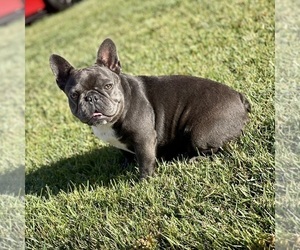 Mother of the French Bulldog puppies born on 02/22/2025