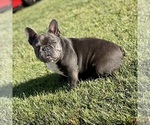 Small Photo #1 French Bulldog Puppy For Sale in HESPERIA, CA, USA