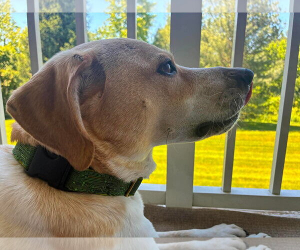 Medium Photo #3 Beagle-Unknown Mix Puppy For Sale in Westwood, NJ, USA