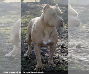 Father of the American Bully puppies born on 12/17/2020
