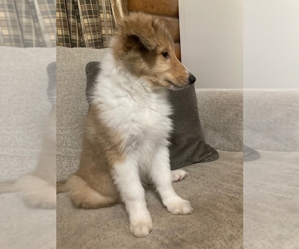 Medium Photo #4 Collie Puppy For Sale in SOMERSET, CO, USA