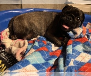 Mother of the Pug puppies born on 12/03/2023