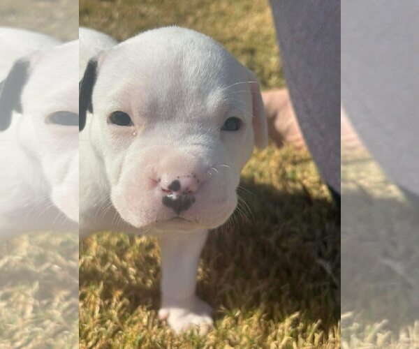 Medium Photo #1 American Staffordshire Terrier-Collie Mix Puppy For Sale in Dallas, TX, USA