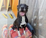 Small #2 Boxer Mix