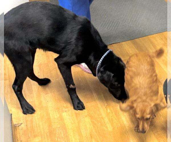 Medium Photo #3 Mutt Puppy For Sale in Mount Airy, NC, USA