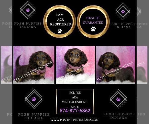 Medium Photo #6 Dachshund Puppy For Sale in WARSAW, IN, USA
