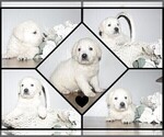 Small #15 English Cream Golden Retriever-Labrador Retriever Mix
