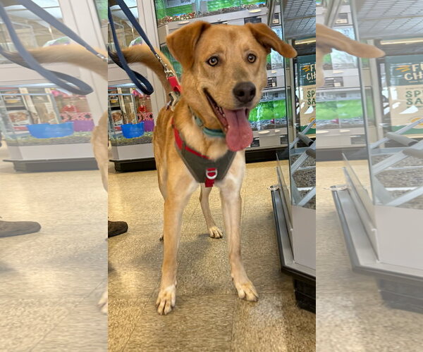 Medium Photo #2 Mutt Puppy For Sale in Rustburg, VA, USA