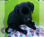 Small #1 Labrador Retriever